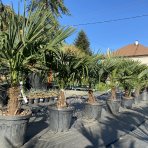 Palma konopná (Trachycarpus fortunei) - výška kmeňa 20-30 cm, celková výška 100-120 cm, kont. C18L (-17°C) 
